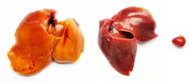 https://cdn.ncbi.nlm.nih.gov/pmc/blobs/9771/11837710/a599a4a151c4/12917_2025_4531_Fig1_HTML.jpg