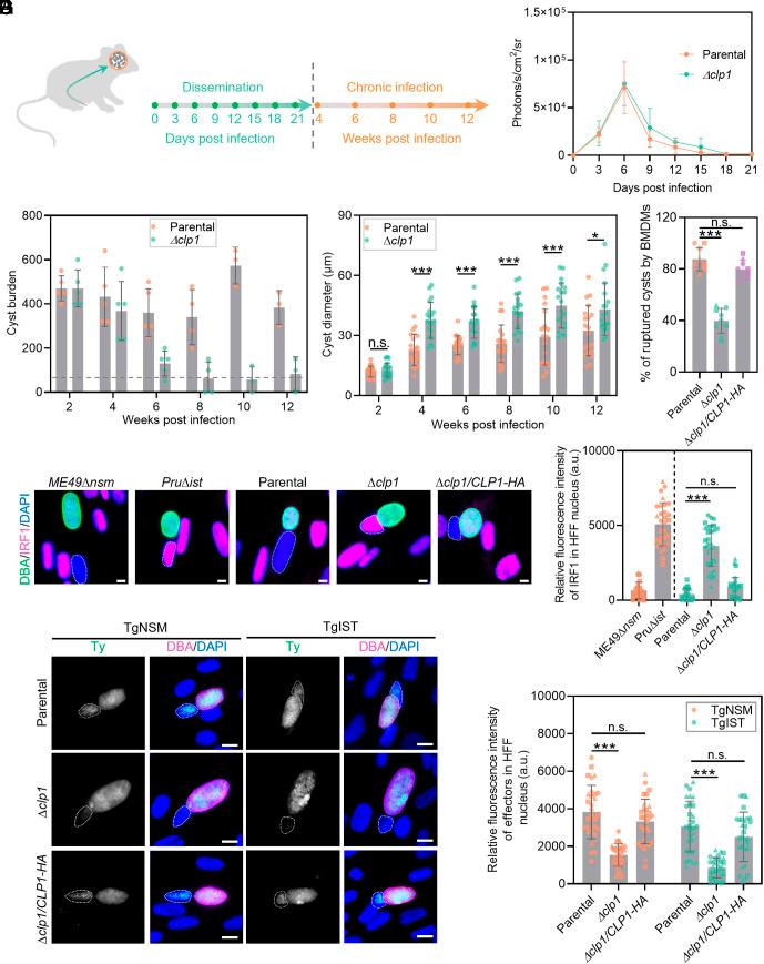 https://cdn.ncbi.nlm.nih.gov/pmc/blobs/9774/11804682/5091bcb6aa3f/pnas.2416870122fig06.jpg