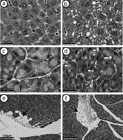 https://cdn.ncbi.nlm.nih.gov/pmc/blobs/9774/2872226/edf27ba6b720/jcbn09-83f06.jpg
