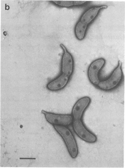 https://cdn.ncbi.nlm.nih.gov/pmc/blobs/9778/431018/2f4c796b396a/pnas00039-0366-b.jpg