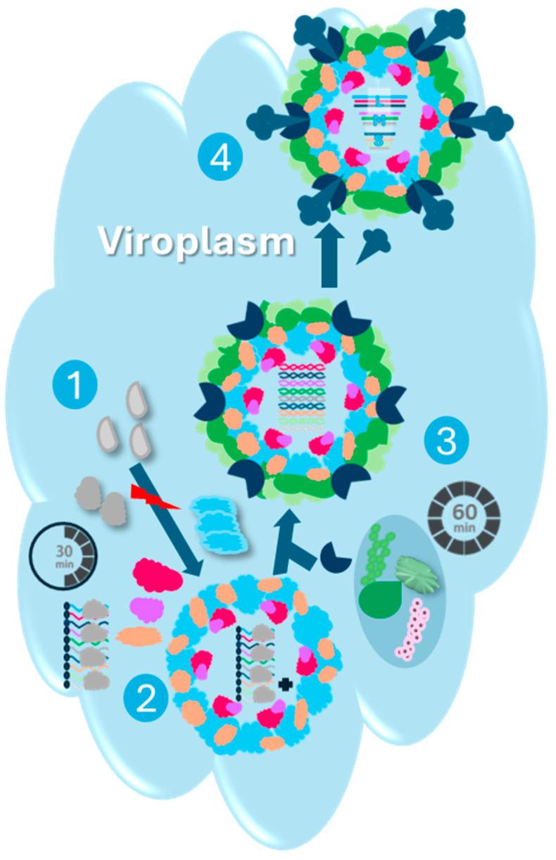 https://cdn.ncbi.nlm.nih.gov/pmc/blobs/977a/11728826/ea65a5809724/viruses-16-01966-g007.jpg