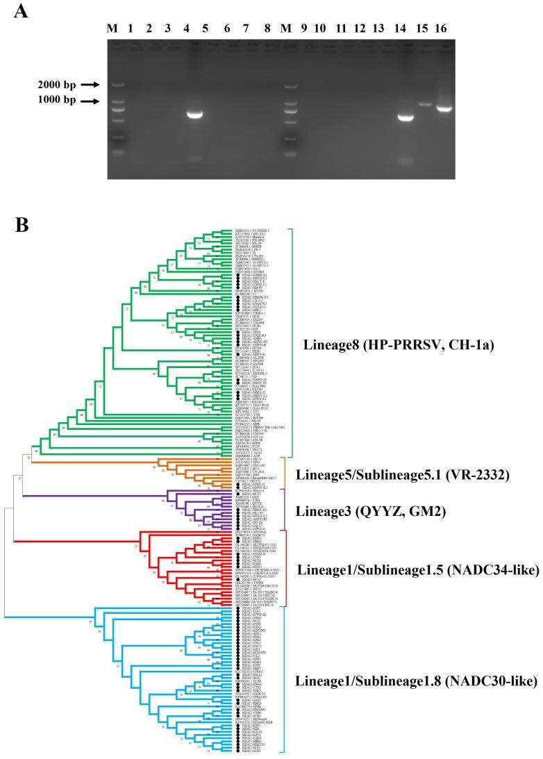 https://cdn.ncbi.nlm.nih.gov/pmc/blobs/977c/12197495/4ae237375a3f/vetsci-12-00530-g001.jpg