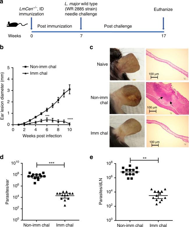 https://cdn.ncbi.nlm.nih.gov/pmc/blobs/9780/7351751/08195d6c1f27/41467_2020_17154_Fig4_HTML.jpg