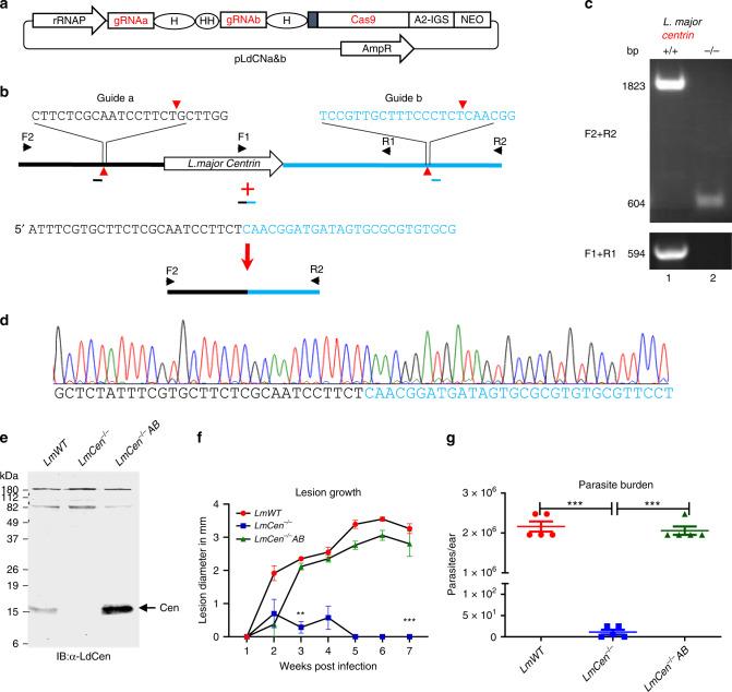 https://cdn.ncbi.nlm.nih.gov/pmc/blobs/9780/7351751/ed5eb5518b83/41467_2020_17154_Fig1_HTML.jpg