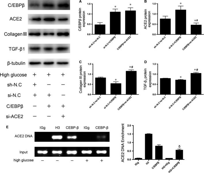 https://cdn.ncbi.nlm.nih.gov/pmc/blobs/9781/5824391/005bab0beae2/JCMM-22-1475-g007.jpg