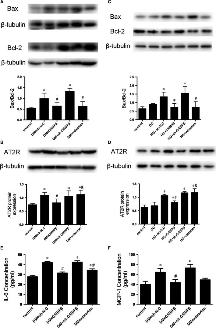 https://cdn.ncbi.nlm.nih.gov/pmc/blobs/9781/5824391/067e91f8c193/JCMM-22-1475-g004.jpg