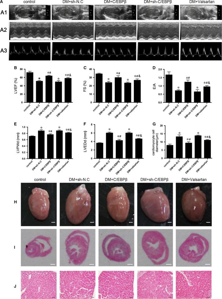 https://cdn.ncbi.nlm.nih.gov/pmc/blobs/9781/5824391/1f5e0af40c0e/JCMM-22-1475-g001.jpg