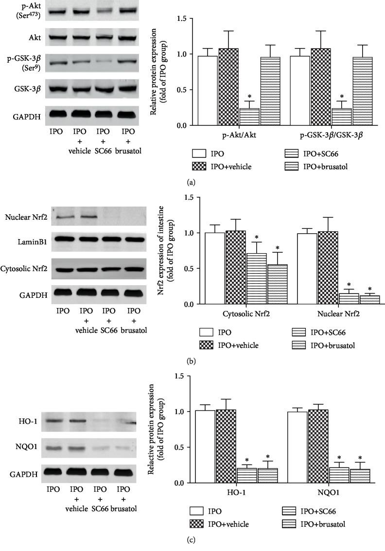 https://cdn.ncbi.nlm.nih.gov/pmc/blobs/9782/7102478/7c75db09ebc0/OMCL2020-6954764.005.jpg