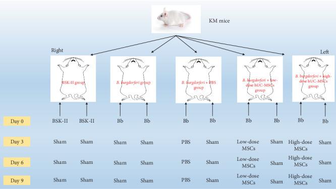 https://cdn.ncbi.nlm.nih.gov/pmc/blobs/9785/12321430/d361b6eeae41/SCI2025-4363386.001.jpg