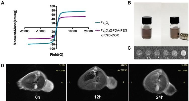https://cdn.ncbi.nlm.nih.gov/pmc/blobs/9787/6901060/05b2714c1469/IJN-14-9631-g0007.jpg