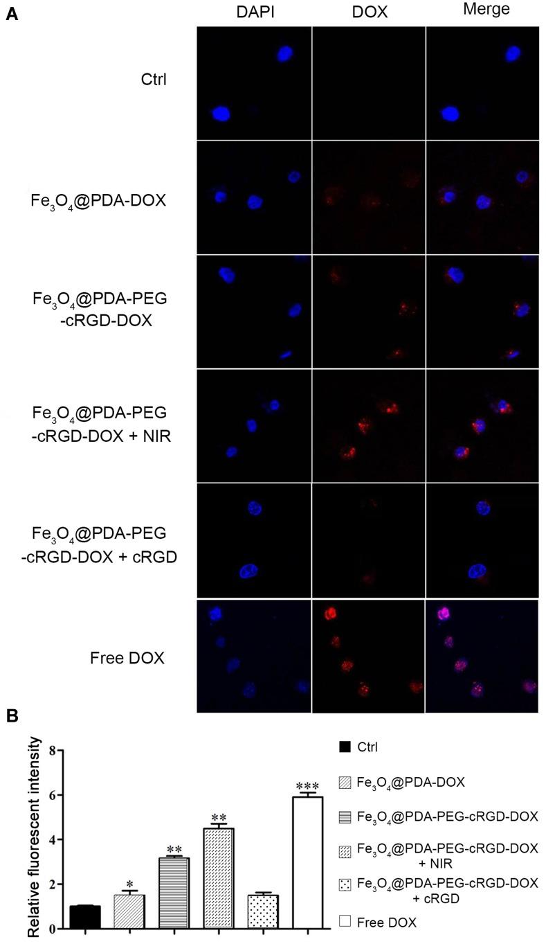 https://cdn.ncbi.nlm.nih.gov/pmc/blobs/9787/6901060/5250fef9dee6/IJN-14-9631-g0006.jpg