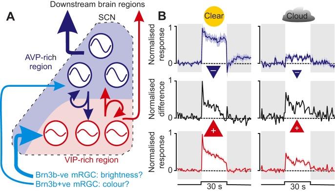 https://cdn.ncbi.nlm.nih.gov/pmc/blobs/978a/4920240/693ceee90f1b/jexbio-219-132167-g5.jpg