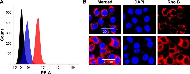 https://cdn.ncbi.nlm.nih.gov/pmc/blobs/978a/5592908/96c5d0eab773/ijn-12-6461Fig4.jpg