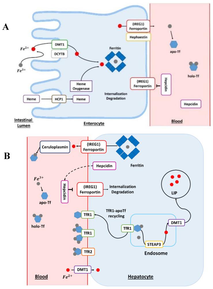 https://cdn.ncbi.nlm.nih.gov/pmc/blobs/978a/7761132/a52da57ec495/cancers-12-03524-g001.jpg