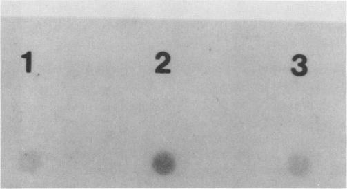 https://cdn.ncbi.nlm.nih.gov/pmc/blobs/978b/1055806/74cae3a0b393/plntphys00635-0134-b.jpg