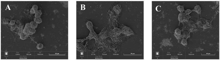 https://cdn.ncbi.nlm.nih.gov/pmc/blobs/978c/11173602/571a49a0f6b6/molecules-29-02597-g008.jpg