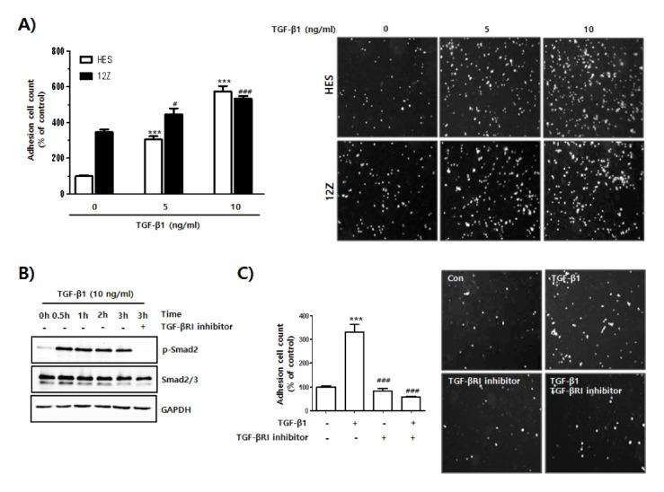 https://cdn.ncbi.nlm.nih.gov/pmc/blobs/9790/5595173/919ce77856d9/bmb-50-429f2.jpg