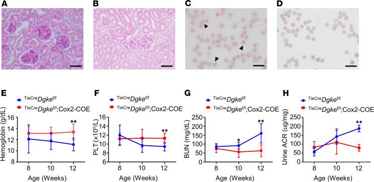 https://cdn.ncbi.nlm.nih.gov/pmc/blobs/97a0/8262293/10b698939015/jciinsight-6-146959-g013.jpg