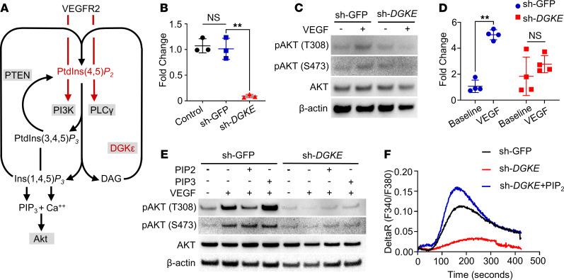 https://cdn.ncbi.nlm.nih.gov/pmc/blobs/97a0/8262293/b4ef21829210/jciinsight-6-146959-g010.jpg