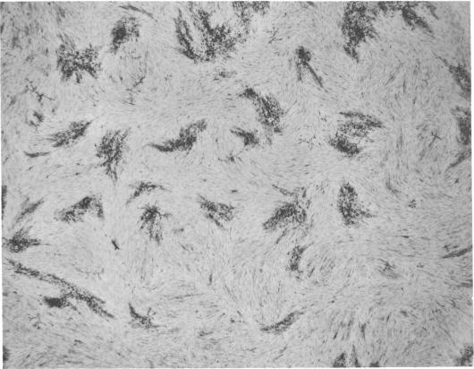 https://cdn.ncbi.nlm.nih.gov/pmc/blobs/97a5/429566/d594cae3120e/aac00309-0189-a.jpg