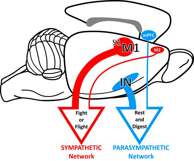 https://cdn.ncbi.nlm.nih.gov/pmc/blobs/97a5/7293610/bd6d470bf5a4/pnas.2002737117fig05.jpg