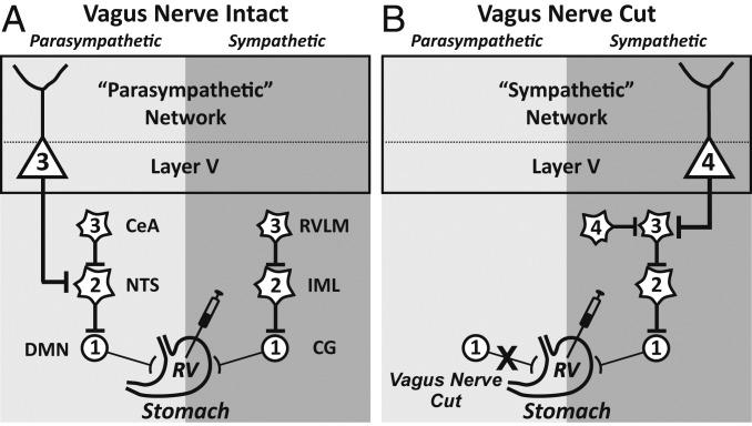 https://cdn.ncbi.nlm.nih.gov/pmc/blobs/97a5/7293610/bdc4b563435c/pnas.2002737117fig01.jpg