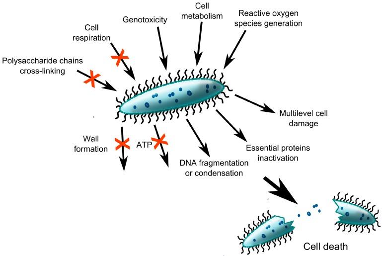 https://cdn.ncbi.nlm.nih.gov/pmc/blobs/97a7/4159828/c4d4c9c8820d/ijms-15-13849-g004.jpg