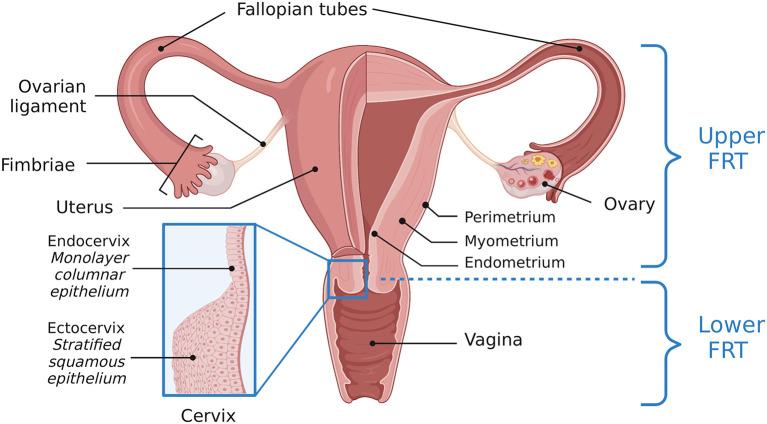 https://cdn.ncbi.nlm.nih.gov/pmc/blobs/97a7/9580710/c92901e92451/frph-04-963752-g0001.jpg