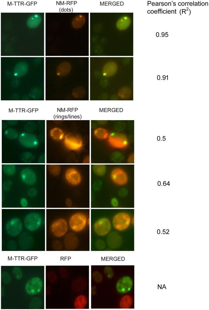 https://cdn.ncbi.nlm.nih.gov/pmc/blobs/97a8/5859028/f03614cb5e1b/fnmol-11-00075-g0004.jpg