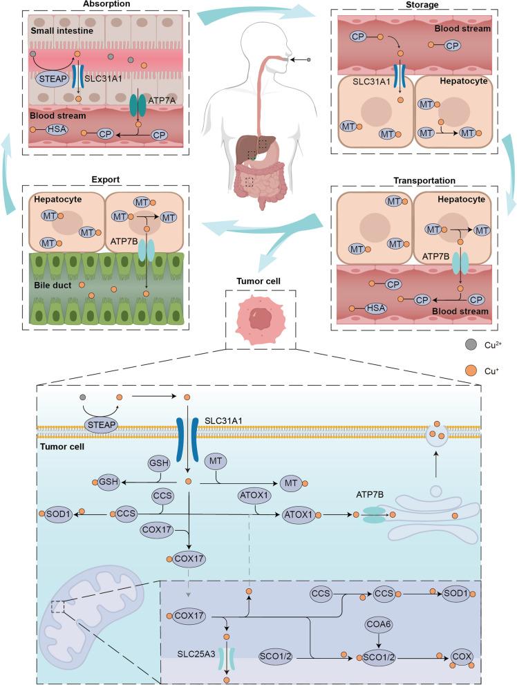 https://cdn.ncbi.nlm.nih.gov/pmc/blobs/97ab/9990368/2be44f37fe8b/12943_2023_1732_Fig2_HTML.jpg