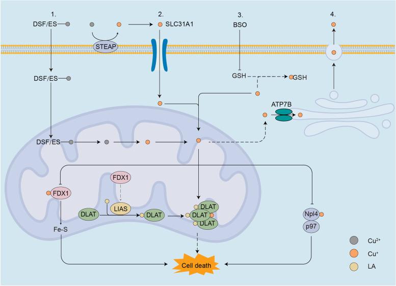 https://cdn.ncbi.nlm.nih.gov/pmc/blobs/97ab/9990368/445539e3ec95/12943_2023_1732_Fig4_HTML.jpg