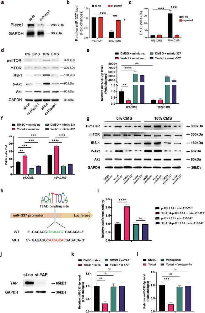 https://cdn.ncbi.nlm.nih.gov/pmc/blobs/97ae/12378244/c1d2550c8d0f/41421_2025_822_Fig5_HTML.jpg