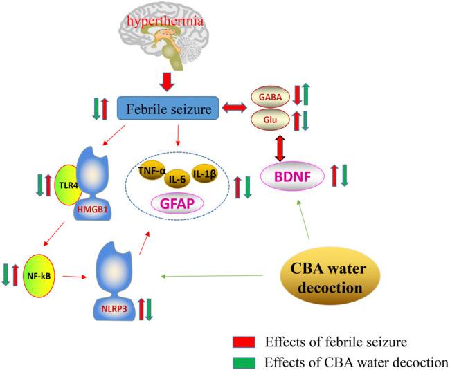 https://cdn.ncbi.nlm.nih.gov/pmc/blobs/97b1/9196122/d6b967a8cd0d/fphar-13-889055-g008.jpg