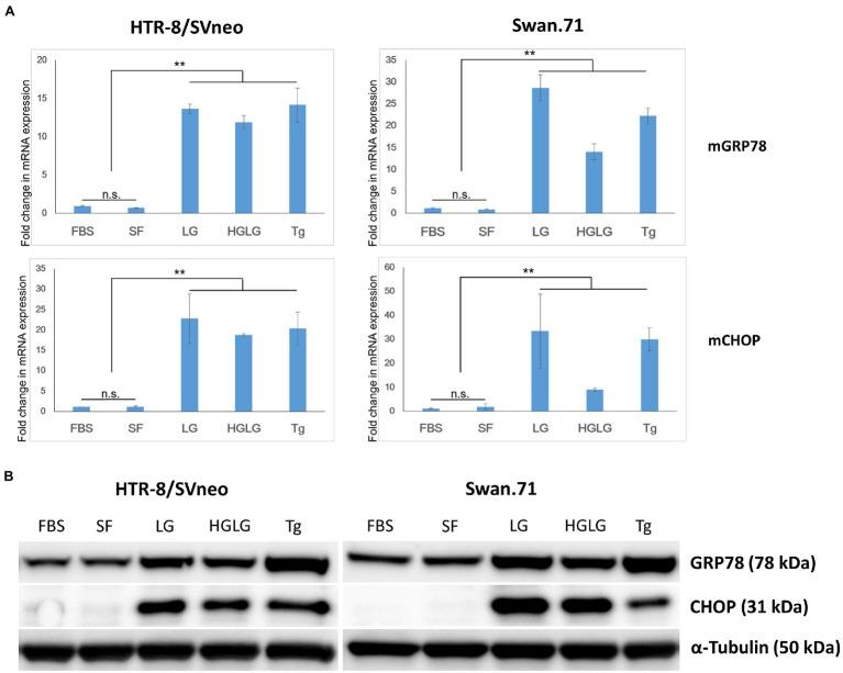 https://cdn.ncbi.nlm.nih.gov/pmc/blobs/97b2/9304883/198c9c100aef/fmicb-13-904189-g001.jpg