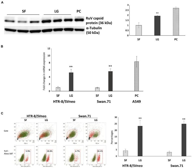 https://cdn.ncbi.nlm.nih.gov/pmc/blobs/97b2/9304883/77af5ea4a006/fmicb-13-904189-g005.jpg