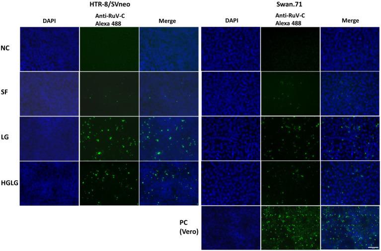 https://cdn.ncbi.nlm.nih.gov/pmc/blobs/97b2/9304883/ab86afca6efa/fmicb-13-904189-g002.jpg