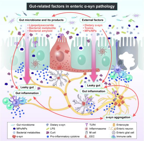 https://cdn.ncbi.nlm.nih.gov/pmc/blobs/97b5/11974660/47f76aff48a1/NRR-20-3416-g001.jpg