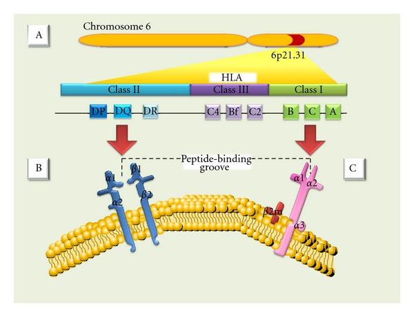 https://cdn.ncbi.nlm.nih.gov/pmc/blobs/97b5/3388305/d767cb2710bd/JTRAN2012-842141.001.jpg