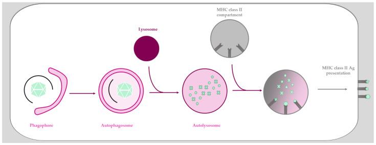 https://cdn.ncbi.nlm.nih.gov/pmc/blobs/97b5/8310329/97644ec702ec/viruses-13-01221-g002.jpg