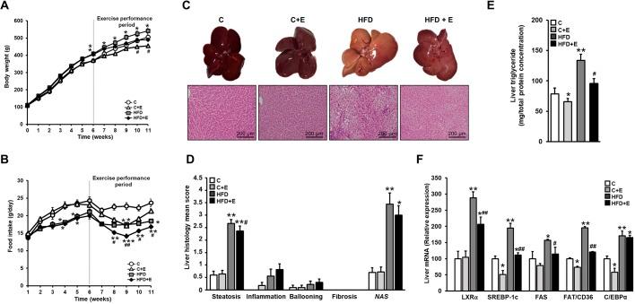 https://cdn.ncbi.nlm.nih.gov/pmc/blobs/97be/6550047/8f50ab62c14a/dmm-12-039206-g1.jpg