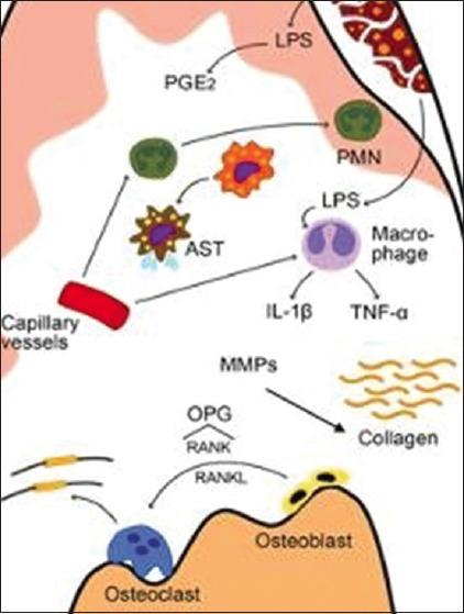 https://cdn.ncbi.nlm.nih.gov/pmc/blobs/97bf/11174300/6138fa99bde8/JPBS-16-1080-g001.jpg