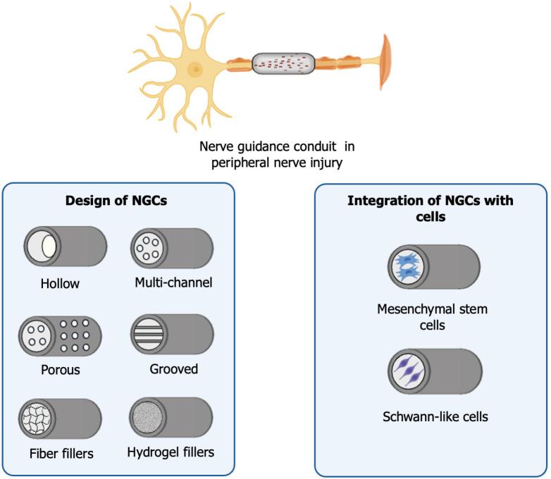https://cdn.ncbi.nlm.nih.gov/pmc/blobs/97c0/12203133/005de5e82ee0/wjsc-17-6-107833-g004.jpg