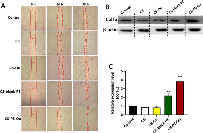 https://cdn.ncbi.nlm.nih.gov/pmc/blobs/97c3/11162036/3fe1011281eb/12951_2024_2596_Fig9_HTML.jpg