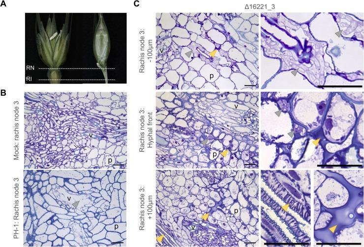 https://cdn.ncbi.nlm.nih.gov/pmc/blobs/97c3/6459559/5d880b91884b/ppat.1007666.g006.jpg