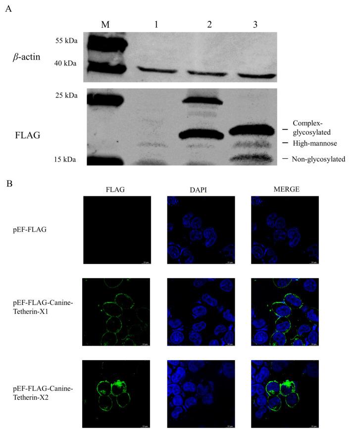 https://cdn.ncbi.nlm.nih.gov/pmc/blobs/97c3/9961845/ef62ab752129/viruses-15-00393-g004.jpg