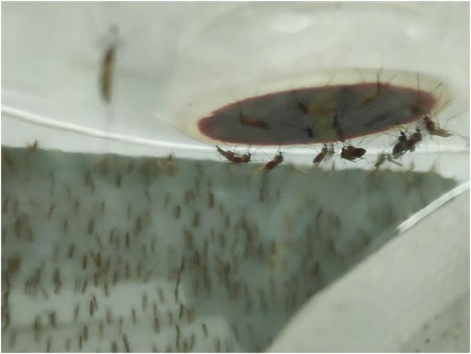 https://cdn.ncbi.nlm.nih.gov/pmc/blobs/97c6/9090475/efc0d6c30d1e/fvets-09-874030-g0003.jpg