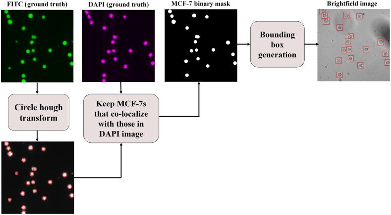 https://cdn.ncbi.nlm.nih.gov/pmc/blobs/97cd/9278981/269ac960b13b/JBO-027-076003-g007.jpg