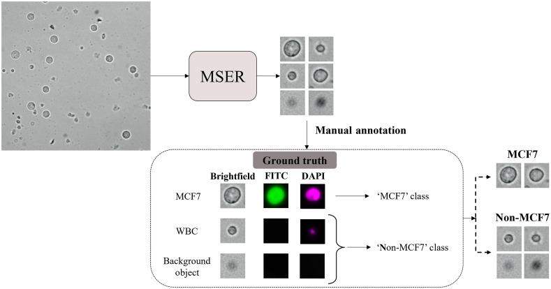 https://cdn.ncbi.nlm.nih.gov/pmc/blobs/97cd/9278981/73070c74dfc3/JBO-027-076003-g004.jpg