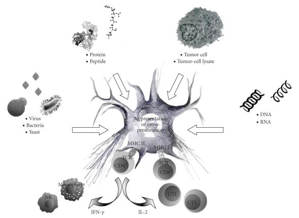 https://cdn.ncbi.nlm.nih.gov/pmc/blobs/97ce/2914453/1eee5e8fbcb3/JBB2010-596432.001.jpg