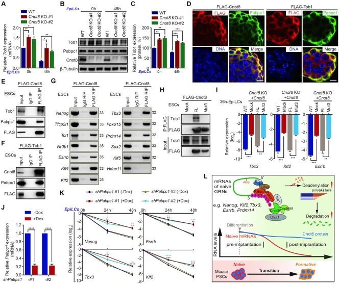 https://cdn.ncbi.nlm.nih.gov/pmc/blobs/97ce/9071485/90aa5bd10bed/gkac236fig7.jpg
